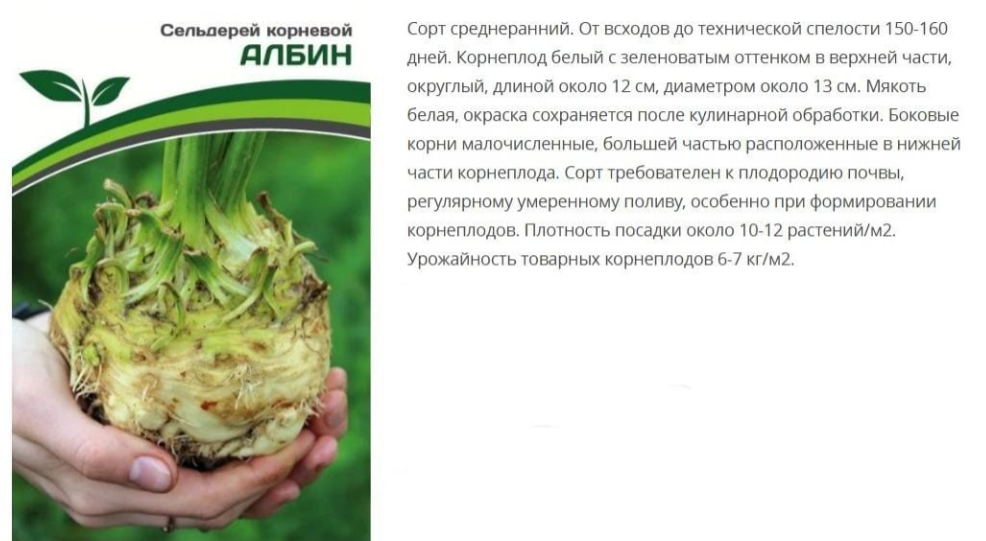 Сельдерей корневой Албин ( 1 упаковка-0,3г)