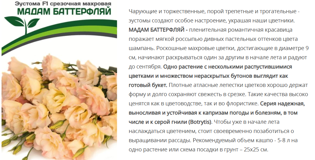 Эустома F1 срезочная махровая шампань Мадам Баттерфляй  (5шт в амп)