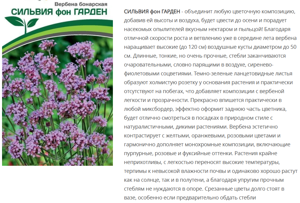 Вербена Бонарская Сильвия Фон Гарден (10шт в амп)