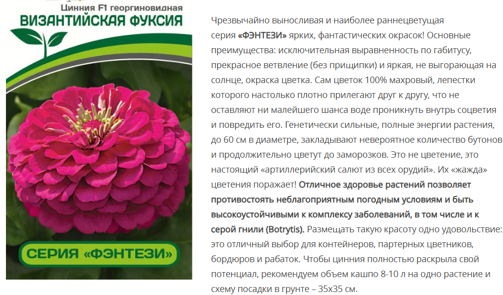 Цинния георгиновидная "Фэнтези" F1 Византийская Фуксия  (4шт)