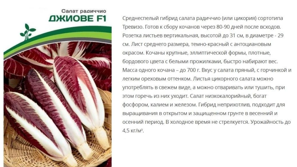 Салат радиччио Джиове F1 ( 1 упаковка- 15шт)