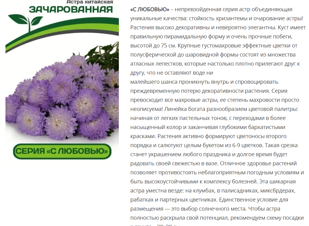 Астра китайская Зачарованная (5шт в амп)