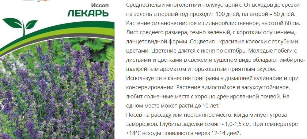 Иссоп Лекарь (1 упаковка - 0,5гр.)