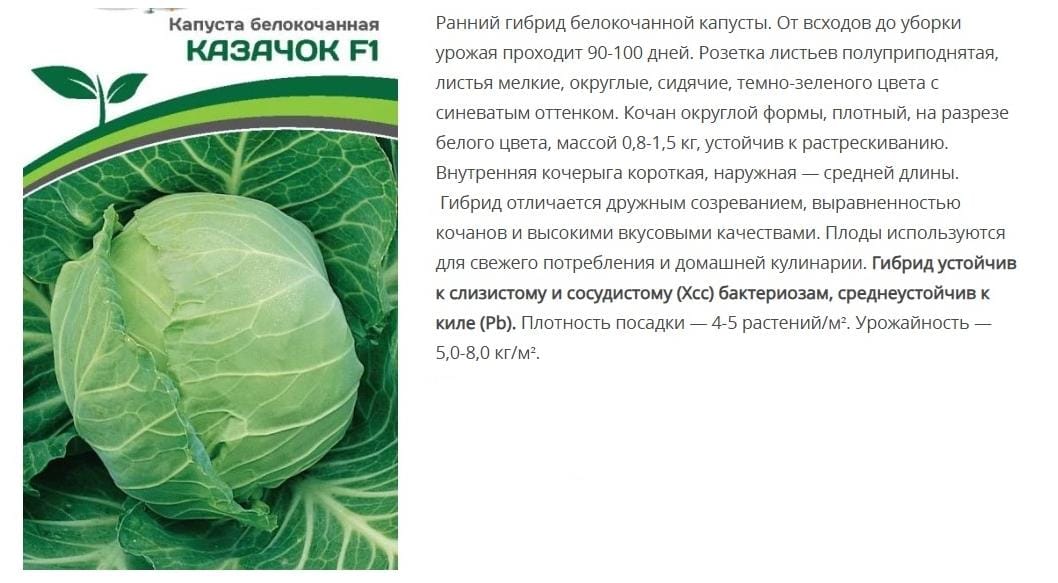Капуста белокочанная раннеспелая Казачок F1 (1 упаковка -0,3г)