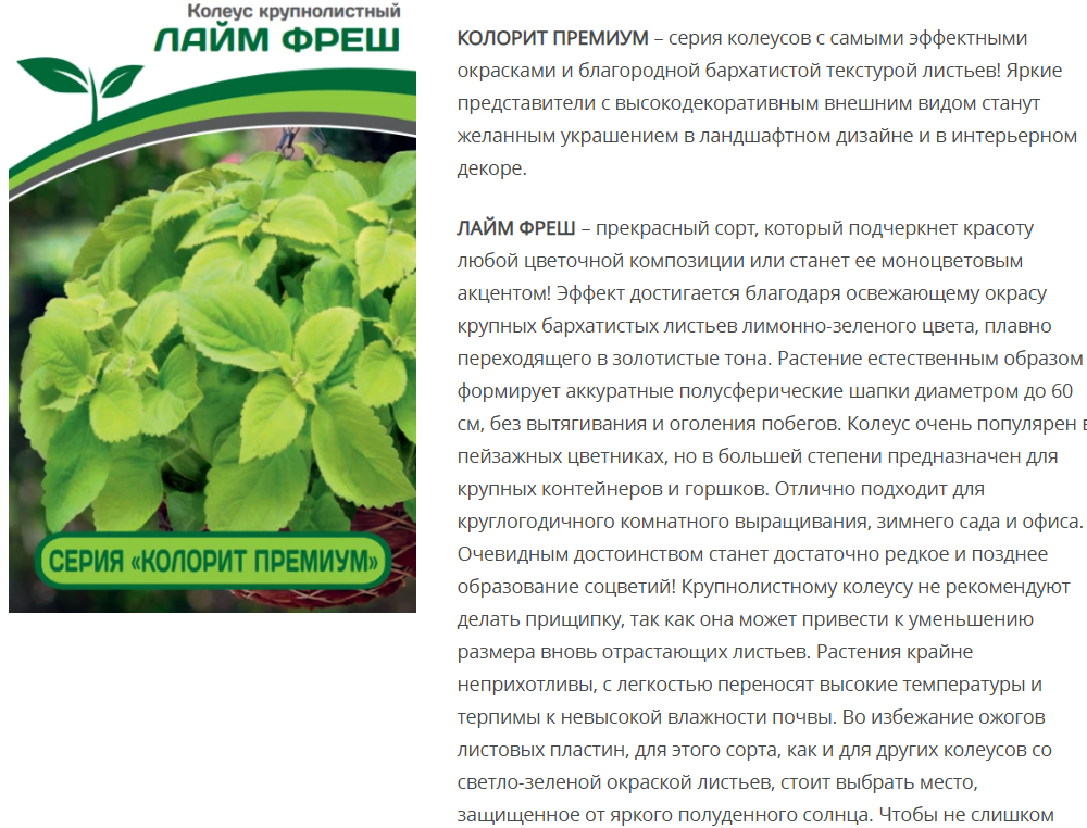 Колеус шлемниковидный крупнолистный Лайм Фреш (5шт в амп)