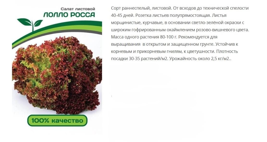 Салат листовой Лолло росса (1упаковка - 0,5 гр.)