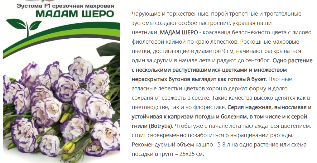 Эустома F1 срезочная махровая голубая пикоти Мадам Шеро (5шт в амп)
