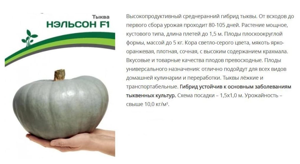 Тыква Нэльсон F1 ( 1 упаковка-5шт)