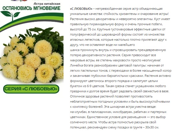 Астра китайская Остановись Мгновение (1 упаковка - 5шт.)