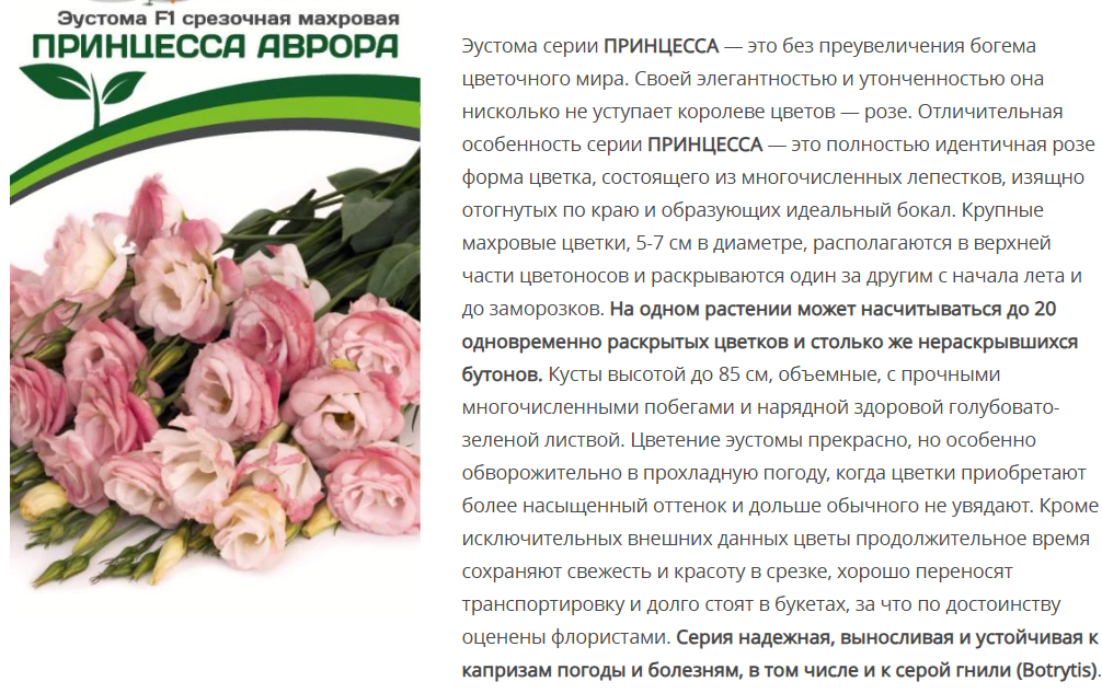 Эустома F1 срезочная махровая Принцесса Аврора бело-розовая (5шт в амп)