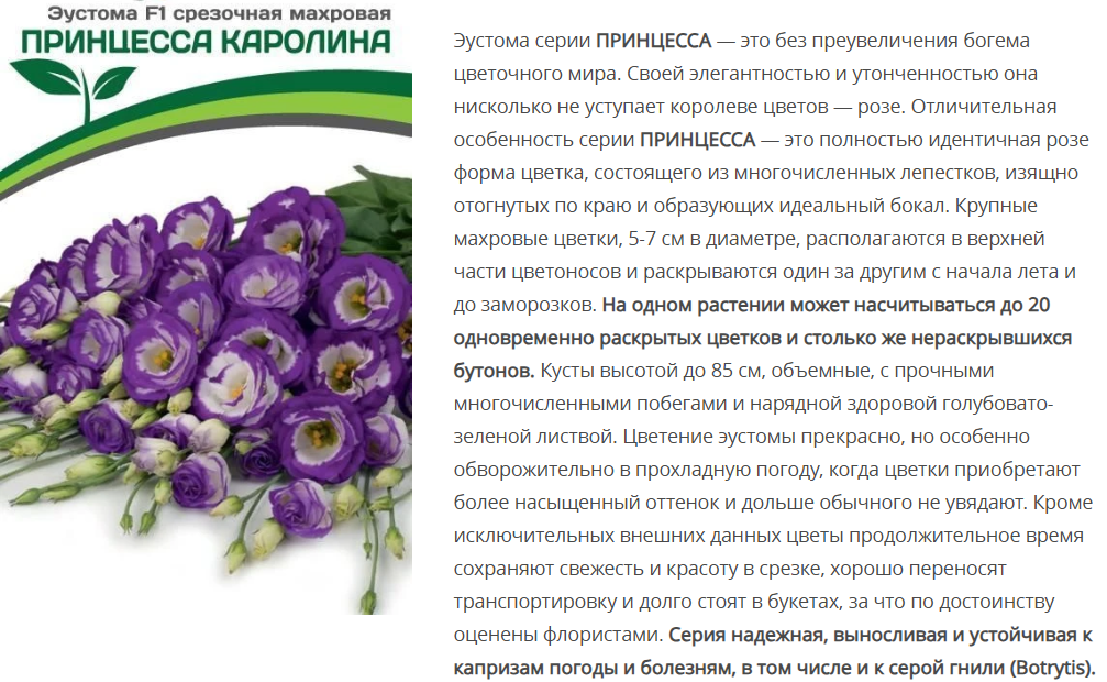 Эустома F1 срезочная махровая Принцесса Каролина голубая пикоти  (5шт в амп)