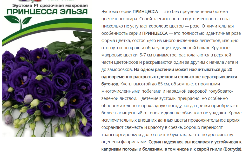 Эустома F1 срезочная махровая Принцесса Эльза сапфир (5шт в амп)