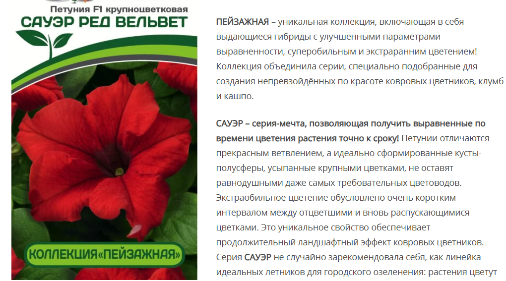 Петуния Сауэр Ред Вельвет F1 крупноцветковая кустовая (10шт в амп)