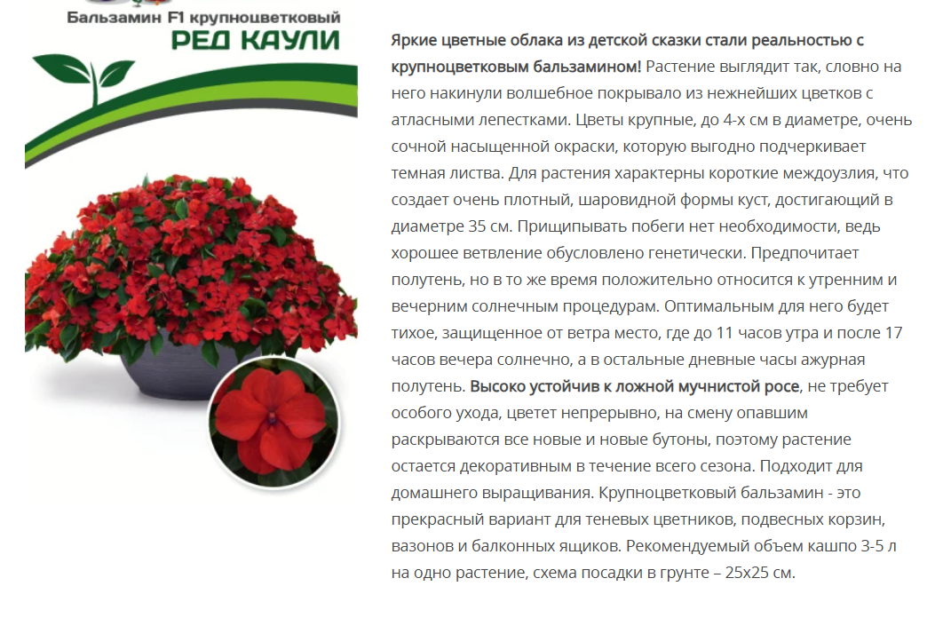 Бальзамин F1 Уоллера крупноцветковый Ред Каули (5шт в амп)