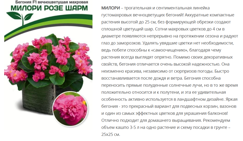 Бегония вечноцветущая махровая F1 Милори Розе Шарм  (5шт в амп)