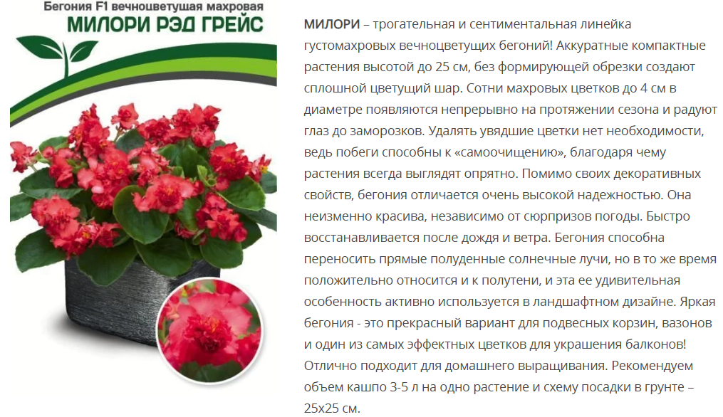 Бегония вечноцветущая махровая F1 Милори Рэд Грейс (5шт в амп)