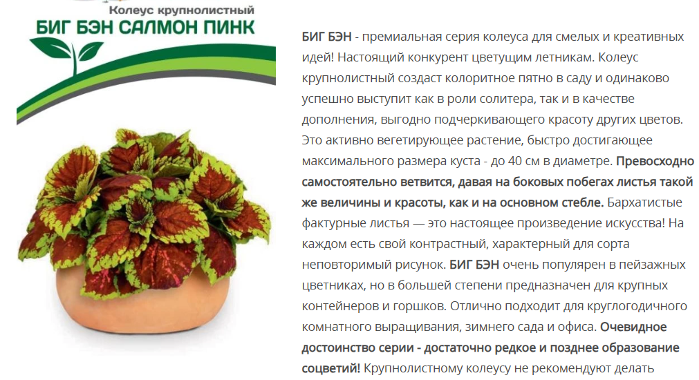Колеус шлемниковидный крупнолистный Биг Бэн Салмон Пинк (5шт в амп)