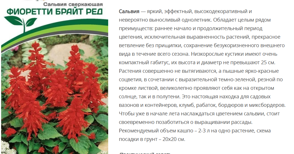 Сальвия сверкающая Фиоретти Брайт Ред (10шт в амп)