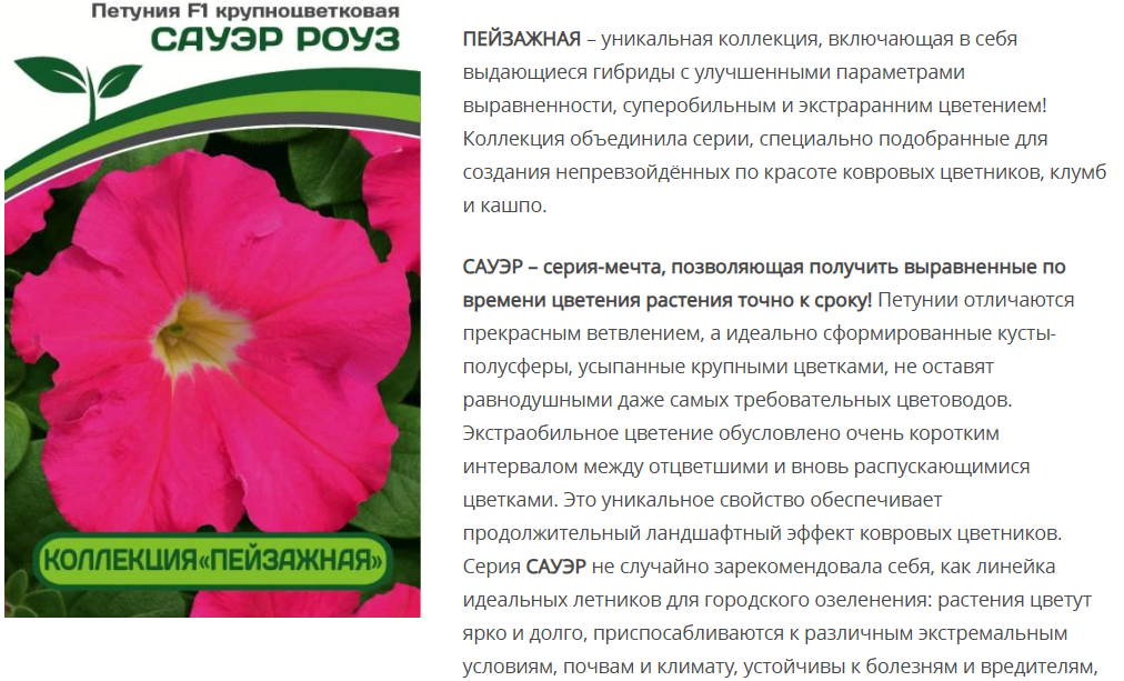Петуния Сауэр Роуз F1 крупноцветковая кустовая (10шт в амп)