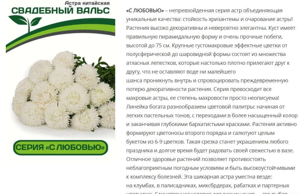 Астра китайская Свадебный Вальс (5шт в амп)