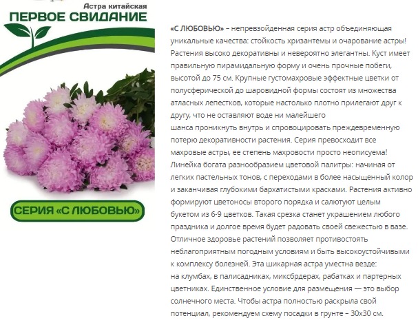 Астра китайская Первое Свидание (1 упаковка - 5шт.)