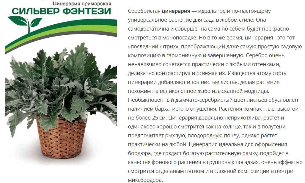 Цинерария приморская Сильвер Фэнтези (15шт в амп)
