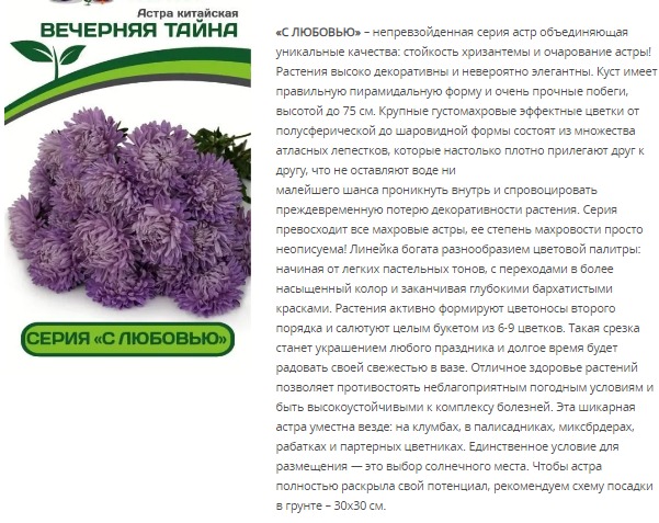 Астра китайская Вечерняя Тайна (1 упаковка - 5шт.)