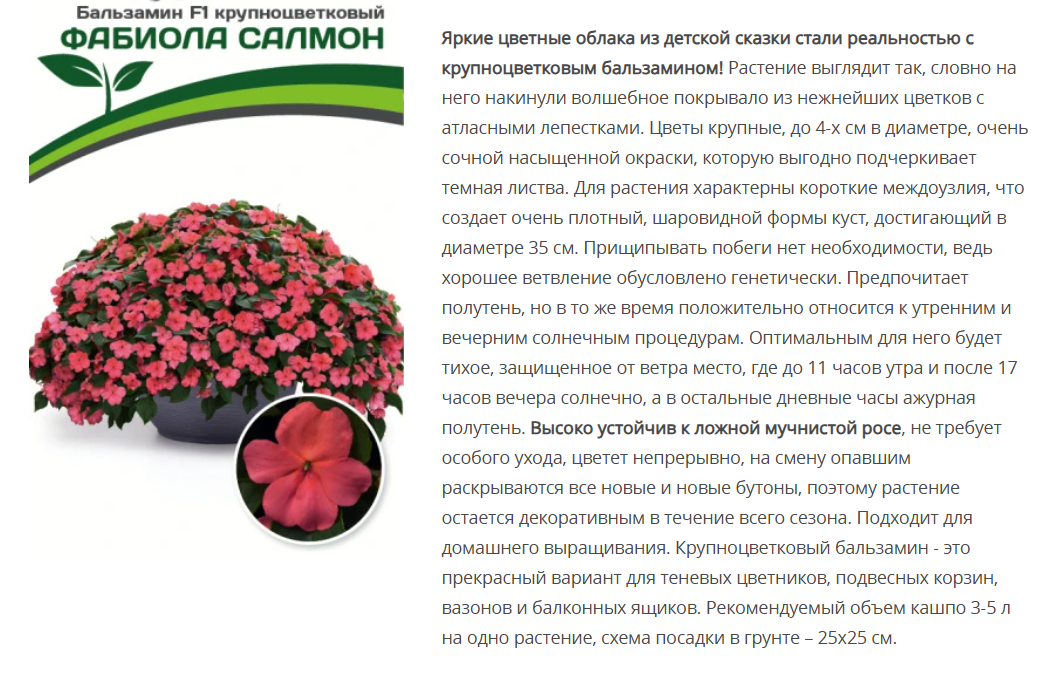 Бальзамин F1 Уоллера крупноцветковый Фабиола Салмон (5шт в амп)