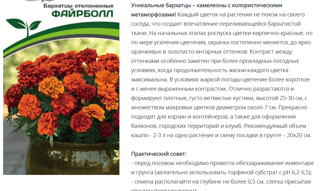 Бархатцы отклоненные Файрболл (10шт)