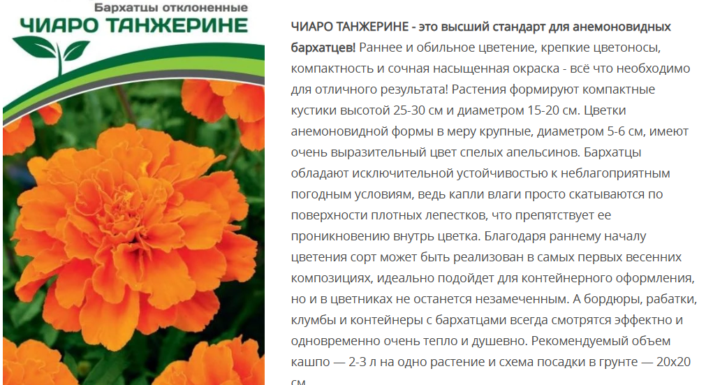Бархатцы отклоненные Чиаро Танжерине (10шт)