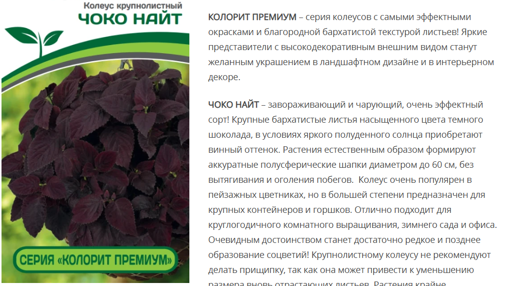 Колеус шлемниковидный крупнолистный Премиум Чоко Найт  (5шт в амп)