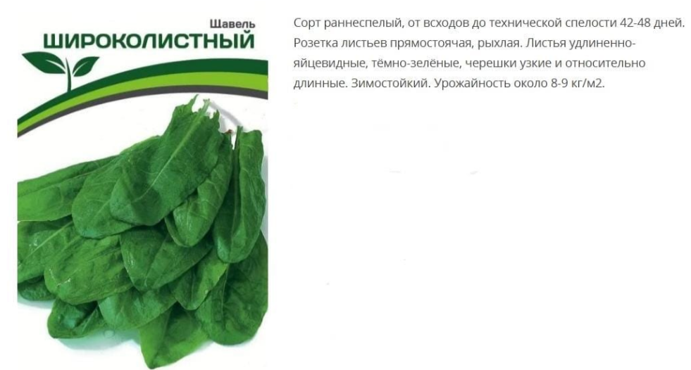 Щавель Широколистный ( 1 упаковка- 1г.)
