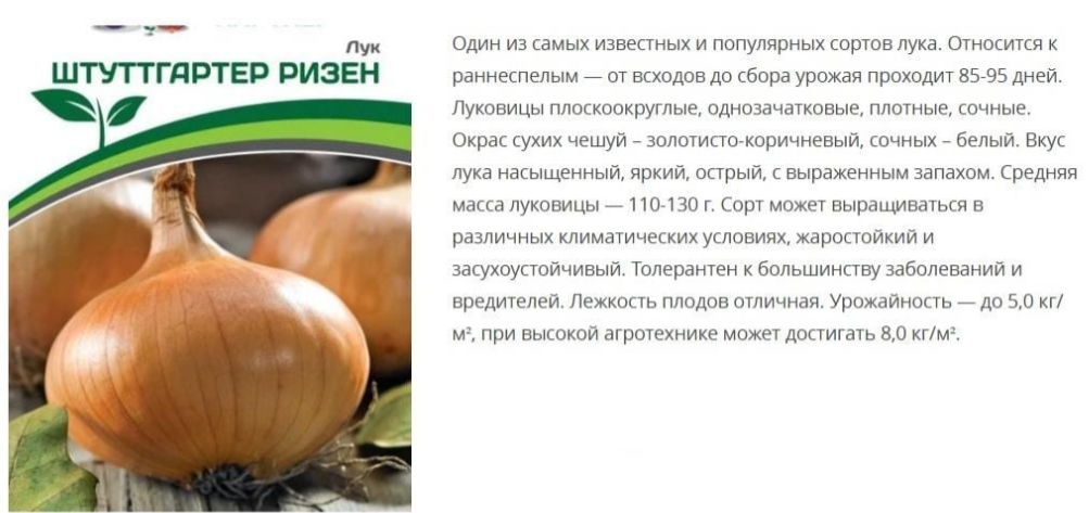 Лук репчатый Штуттгартер Ризен (1 упаковка-1г)