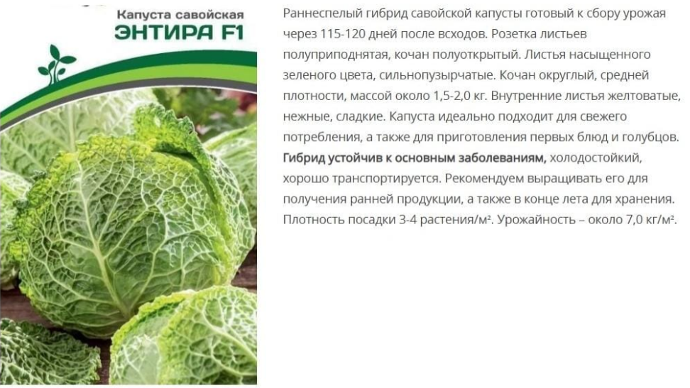 Капуста савойская Энтира F1 (0,05г в амп)