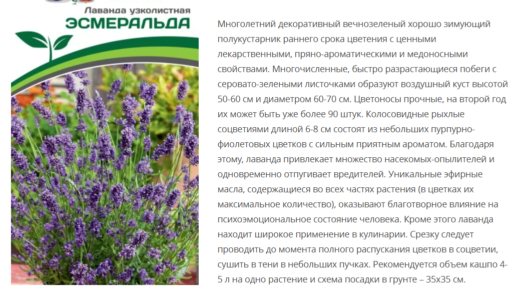 Лаванда узколистная Эсмеральда ( 1 упаковка - 0,05г. в амп)