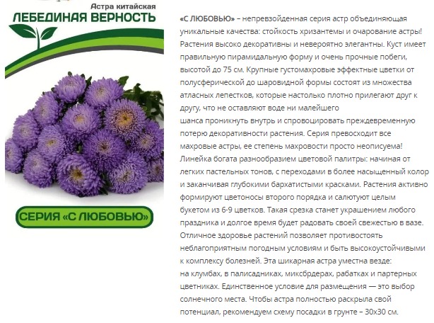 Астра китайская Лебединая Верность (1 упаковка - 5шт.)