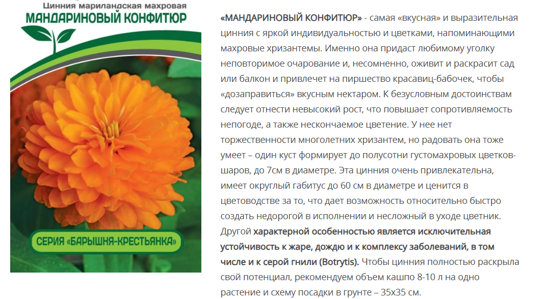 Цинния махровая "Барышня-крестьянка" Мандариновый Конфитюр (1 упаковка - 5шт.)