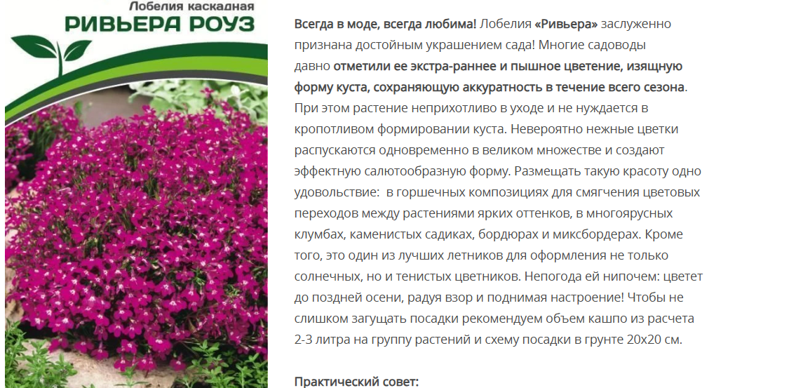 Лобелия каскадная Ривьера Роуз (1 упаковка - 10шт.)