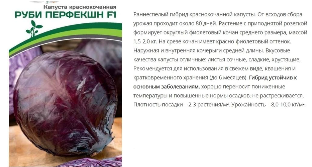 Капуста краснокочанная Руби Перфекшн F1 (10 шт в амп)