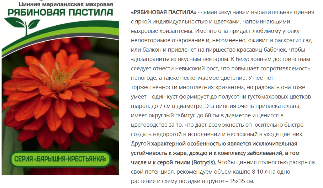 Цинния махровая "Барышня-крестьянка" Рябиновая Пастила (1 упаковка - 5шт.)