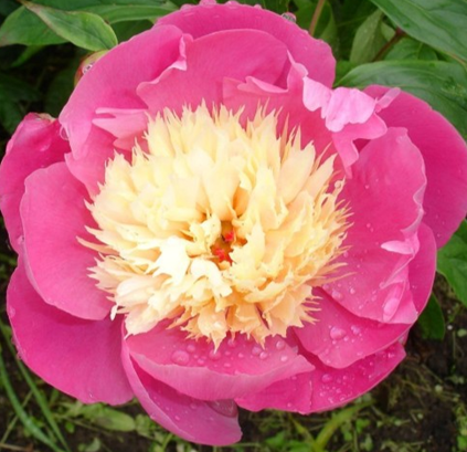 Пион Bowl of Beauty, почки  3-5
