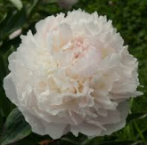 Пион Florence Nicholls , почки 3-5