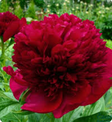 Пион Red Charm , почки 3-5
