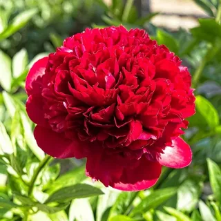 Пион Red Grace, почки  3-5