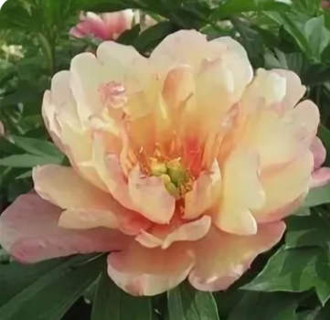 Пион Royal Blush , почки 3-5