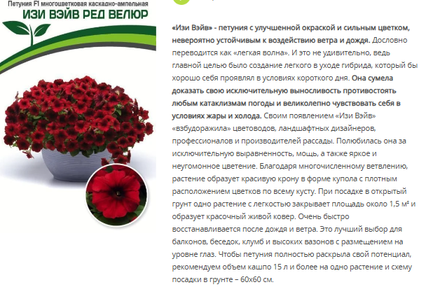 Петуния "Изи Вэйв" Ред Велюр F1 каскадно-ампельная (1 упаковка - 5 шт.)