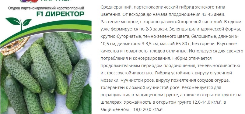 Огурец  партенокарпический Директор F1  (1 упаковка - 5 шт.)