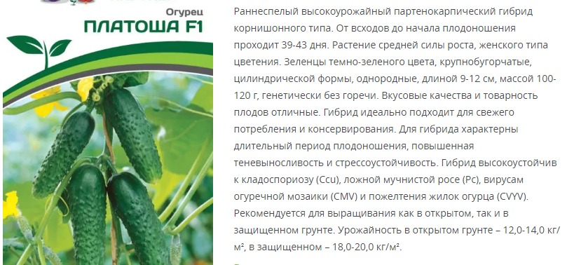 Огурец партенокарпический Платоша F1 (1 упаковка - 5 шт.)