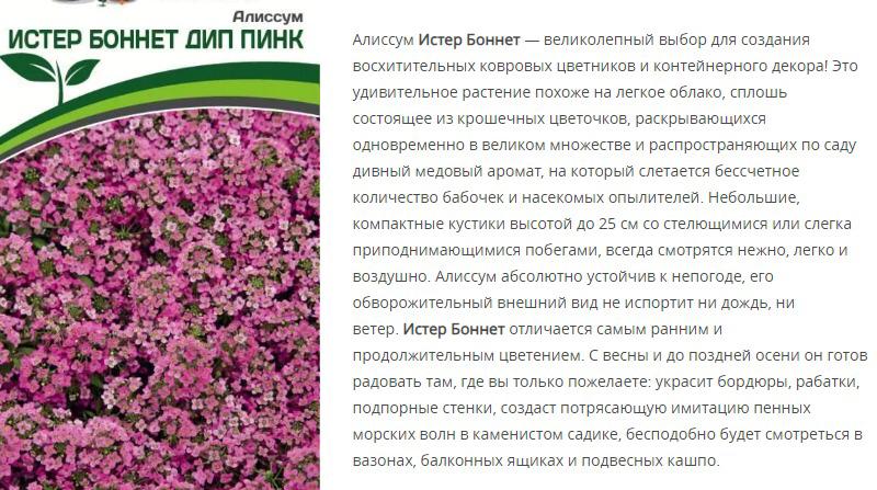 Алиссум морской Истер Боннет  Дип Пинк ( 1 упаковка -0,01 гр)