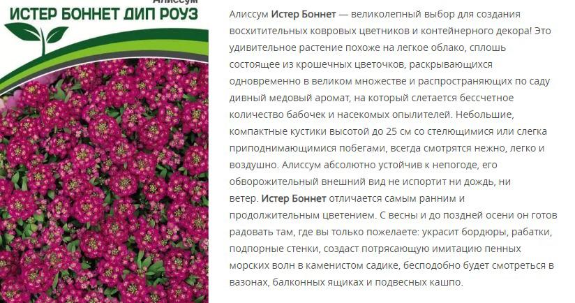 Алиссум морской Истер Боннет  Дип Роуз ( 1 упаковка -0,01 гр.)